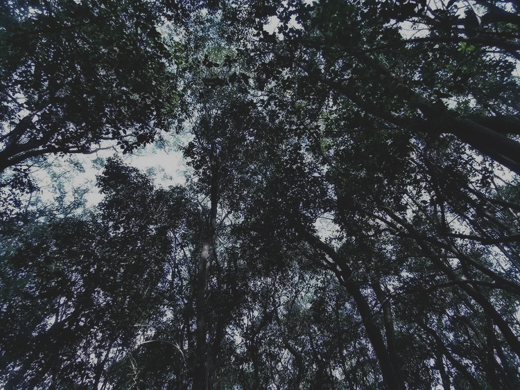 el cielo desde adentro de un bosque